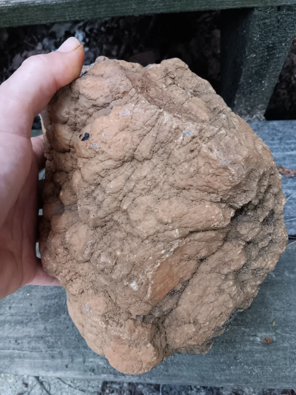 Unopened GEODIZED Geode Fossil